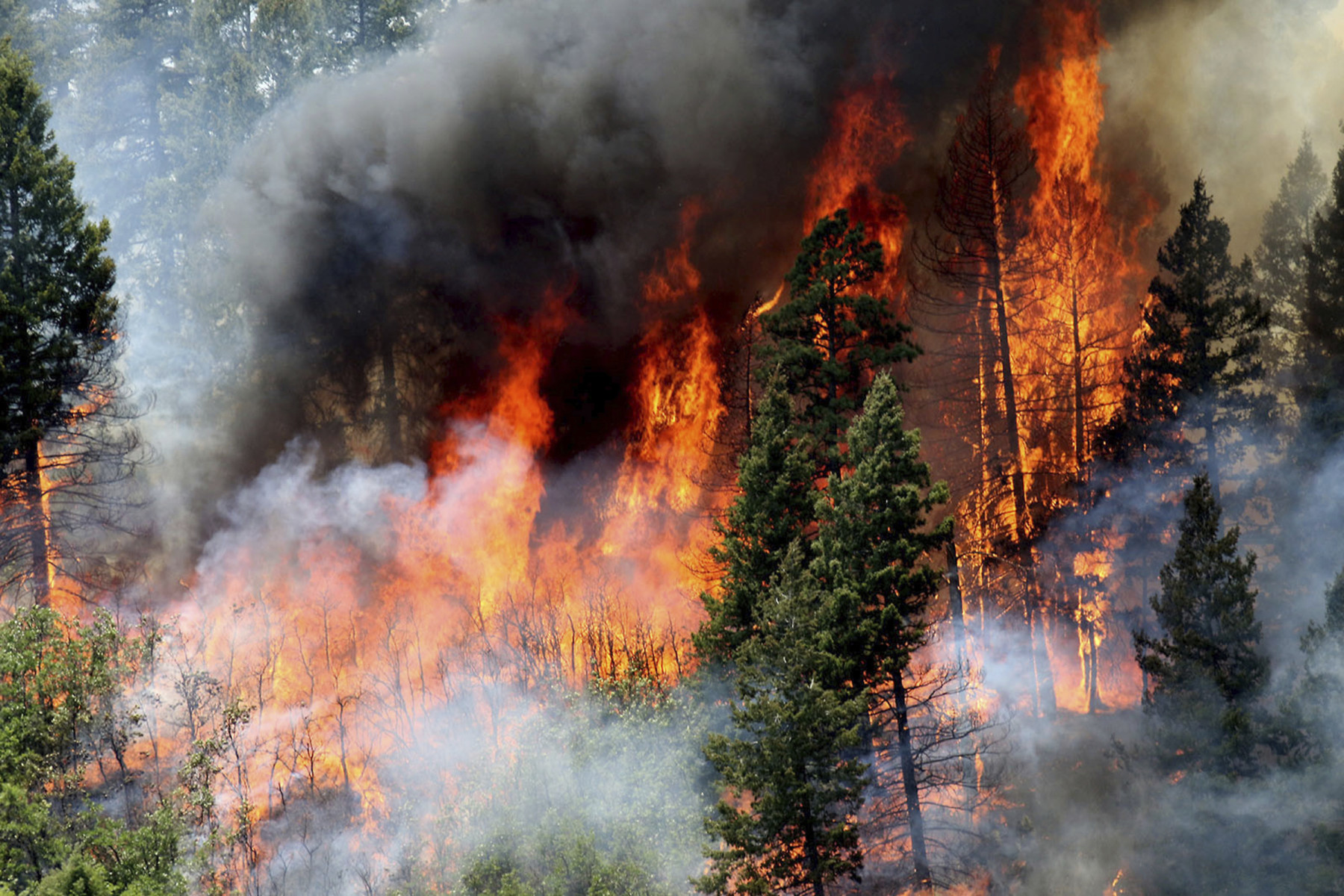 wildfire mitigation services